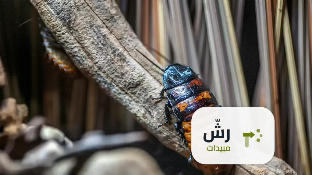 شركة رش مبيدات بالرياض