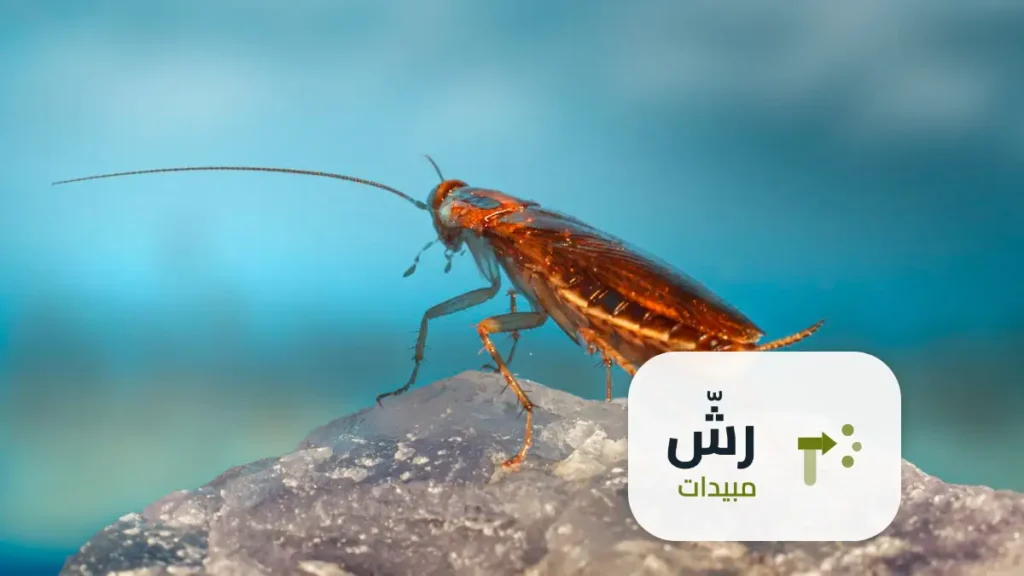 رش الصراصير بدون رائحة