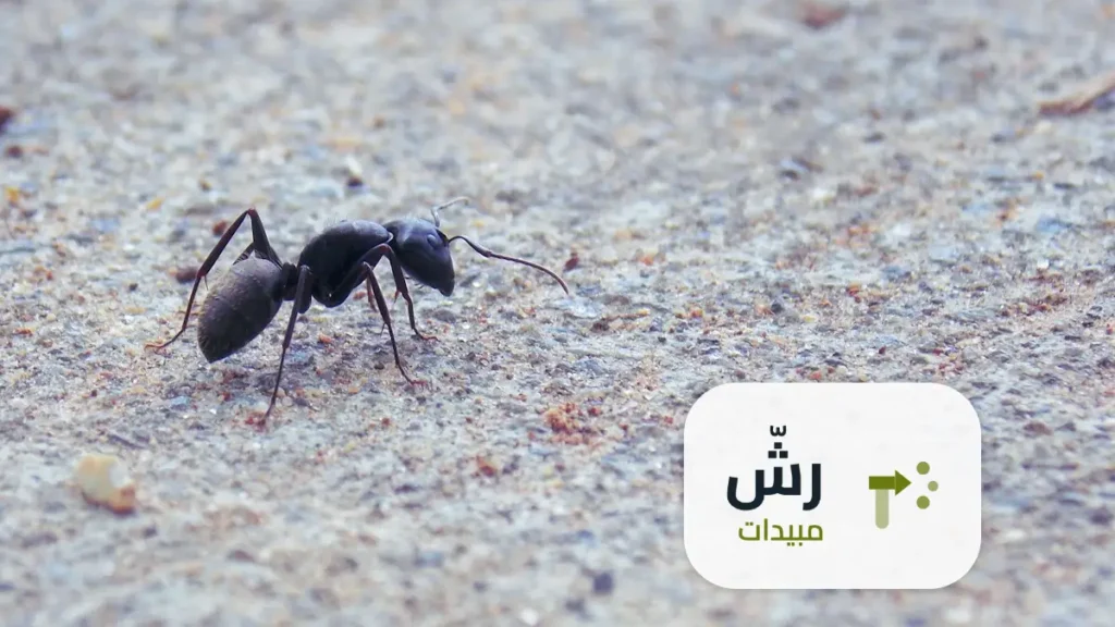شركة رش مبيدات حي عرقة الرياض