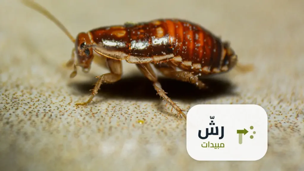 شركة رش مبيدات حي قرطبة الرياض