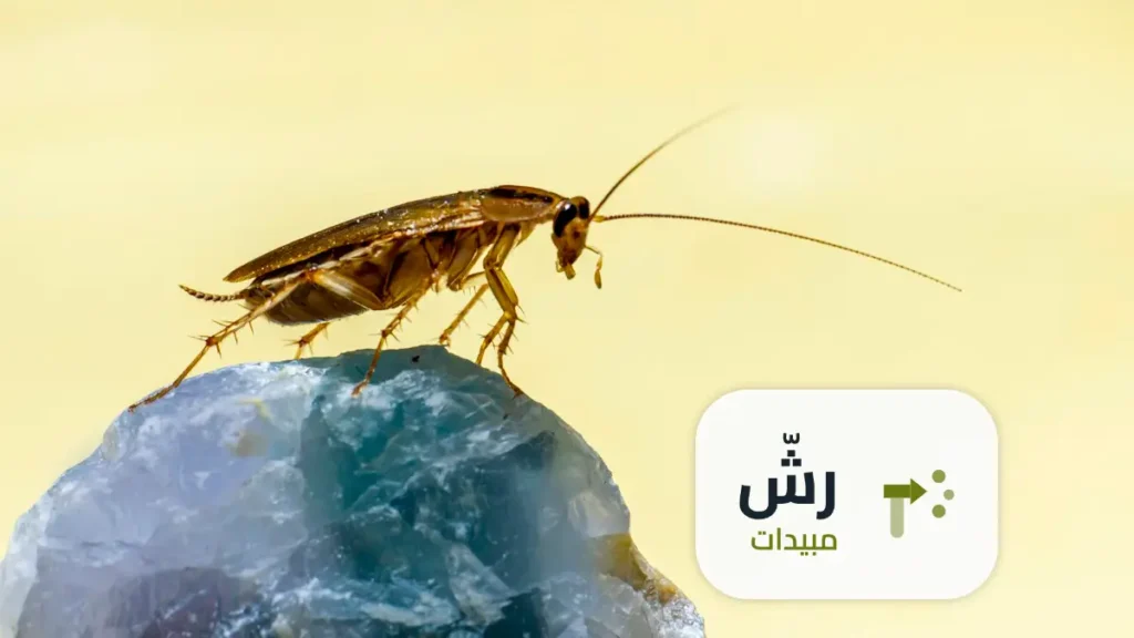 شركة رش مبيدات حي اشبيلية الرياض