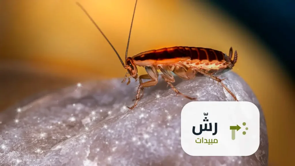 شركة رش مبيدات حي غرناطة الرياض