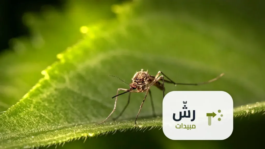 شركة رش مبيدات حي سلطانة الرياض