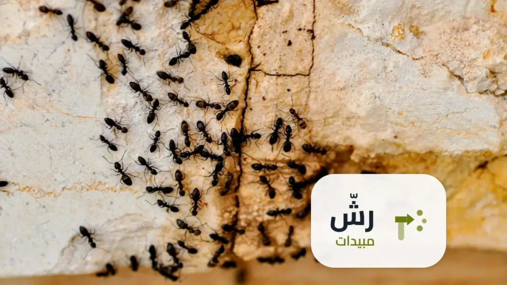 شركة رش مبيدات حي البديعة الرياض