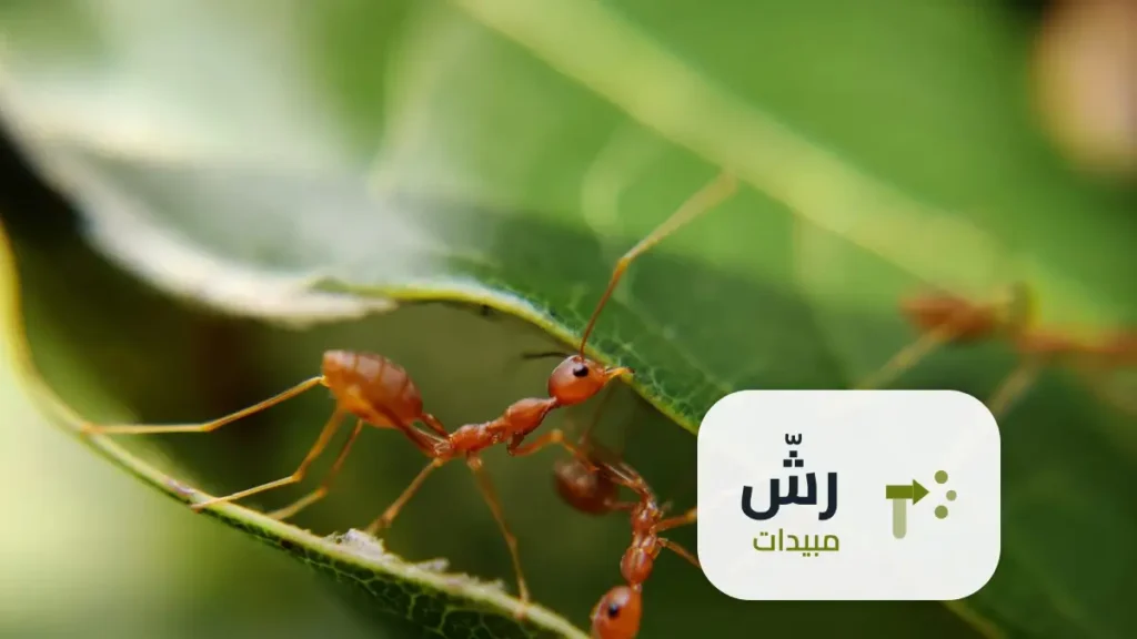 شركة رش مبيدات حي المرسلات الرياض