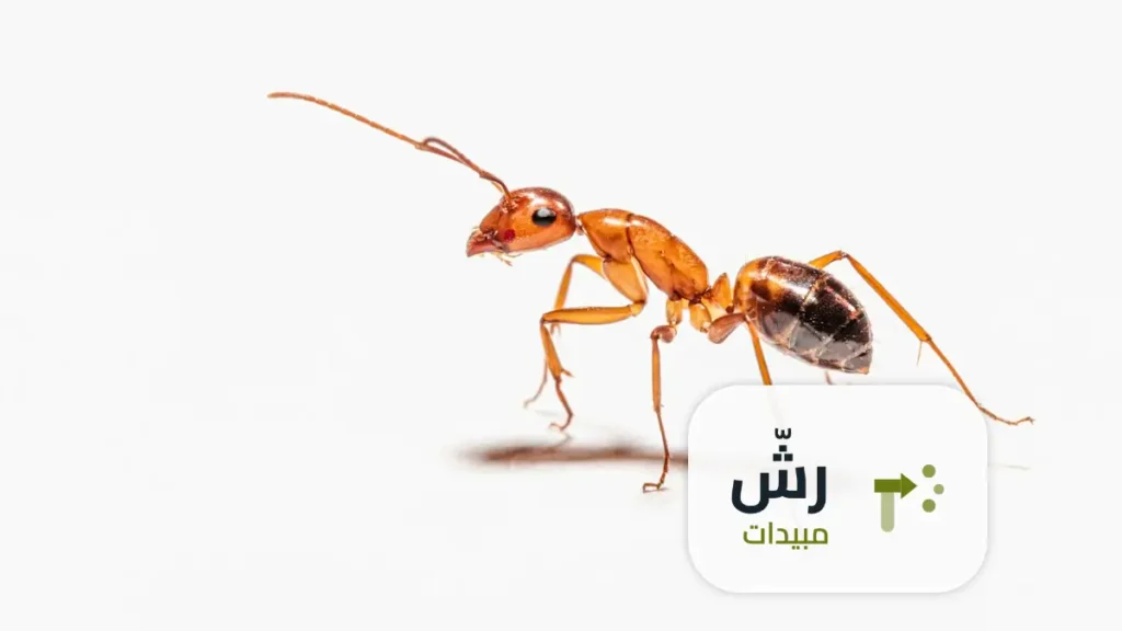 شركة رش مبيدات حي المروج الرياض